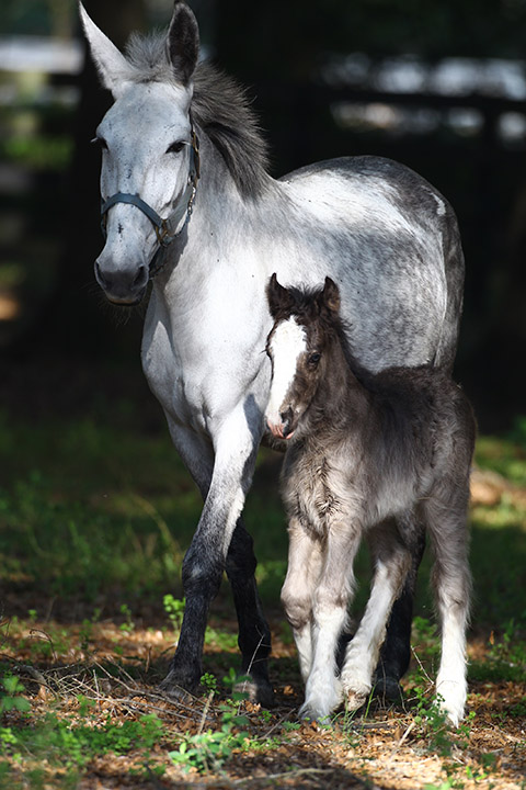 MuleMom-748 Mule Mom and Gypsy Vanner Foal