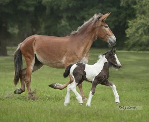 Mule Mom and Gypsy Vanner Foal