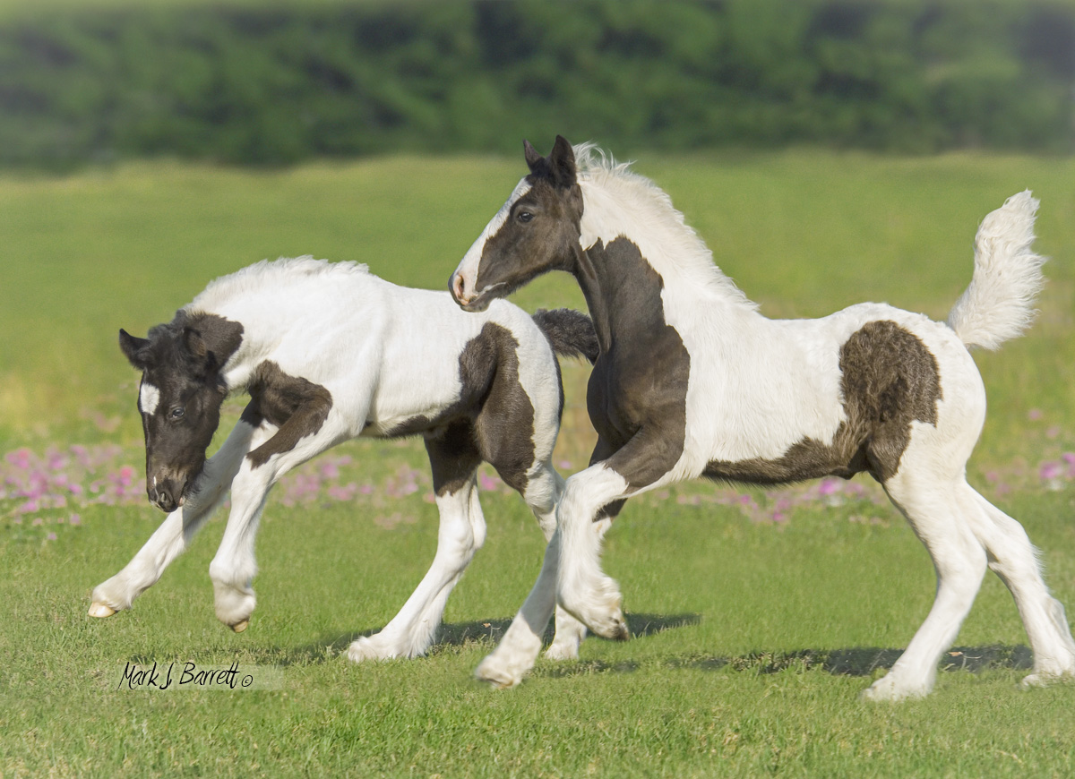 Esperanzo Two Gypsy Vanner Foals at play