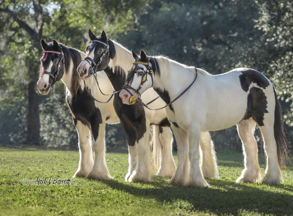 L-R: Shampoo Girl, Gypsy Gold's Rexie, & Crown Darby L-R: Shampoo Girl, Gypsy Gold's Rexie, & Crown Darby
