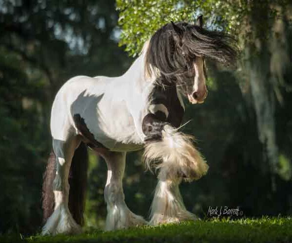 latcho drom stallion