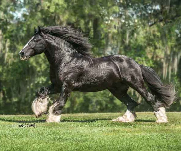 gypsy vanner stallion