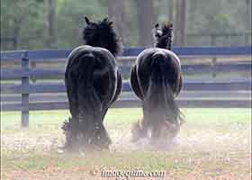 black vanners trotting away