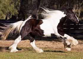 galloping vanner