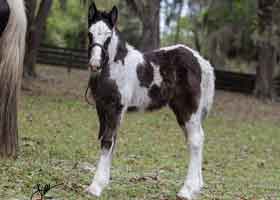 spotted gypsy vanner foal