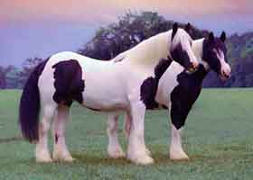 two vanner mares