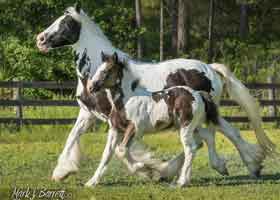 mare and foal trotting