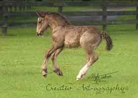 black vanner foal
