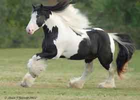 gypsy vanner galloping left