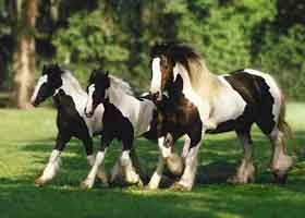 three gypsy vanners
