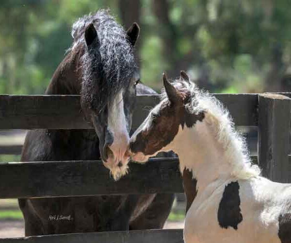 gypsy vanner foal