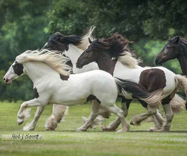 gg mares running