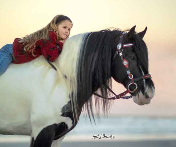 girl with vanner horse