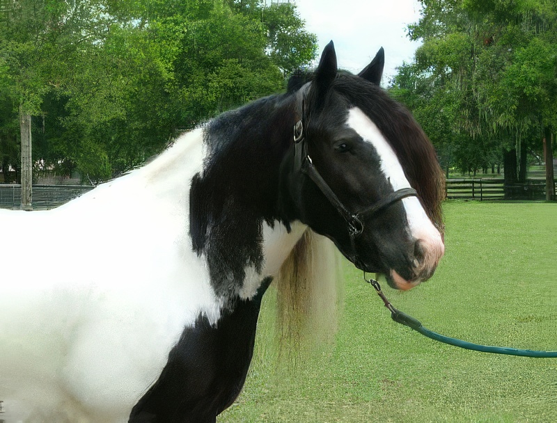 Gypsy Gold's Rexie Gypsy Gold's Rexie
