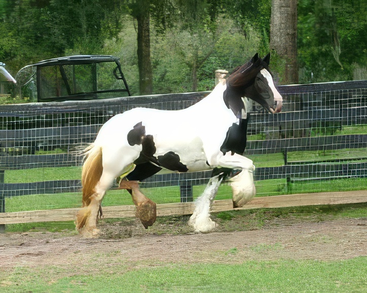 Gypsy Gold's Rexie Gypsy Gold's Rexie