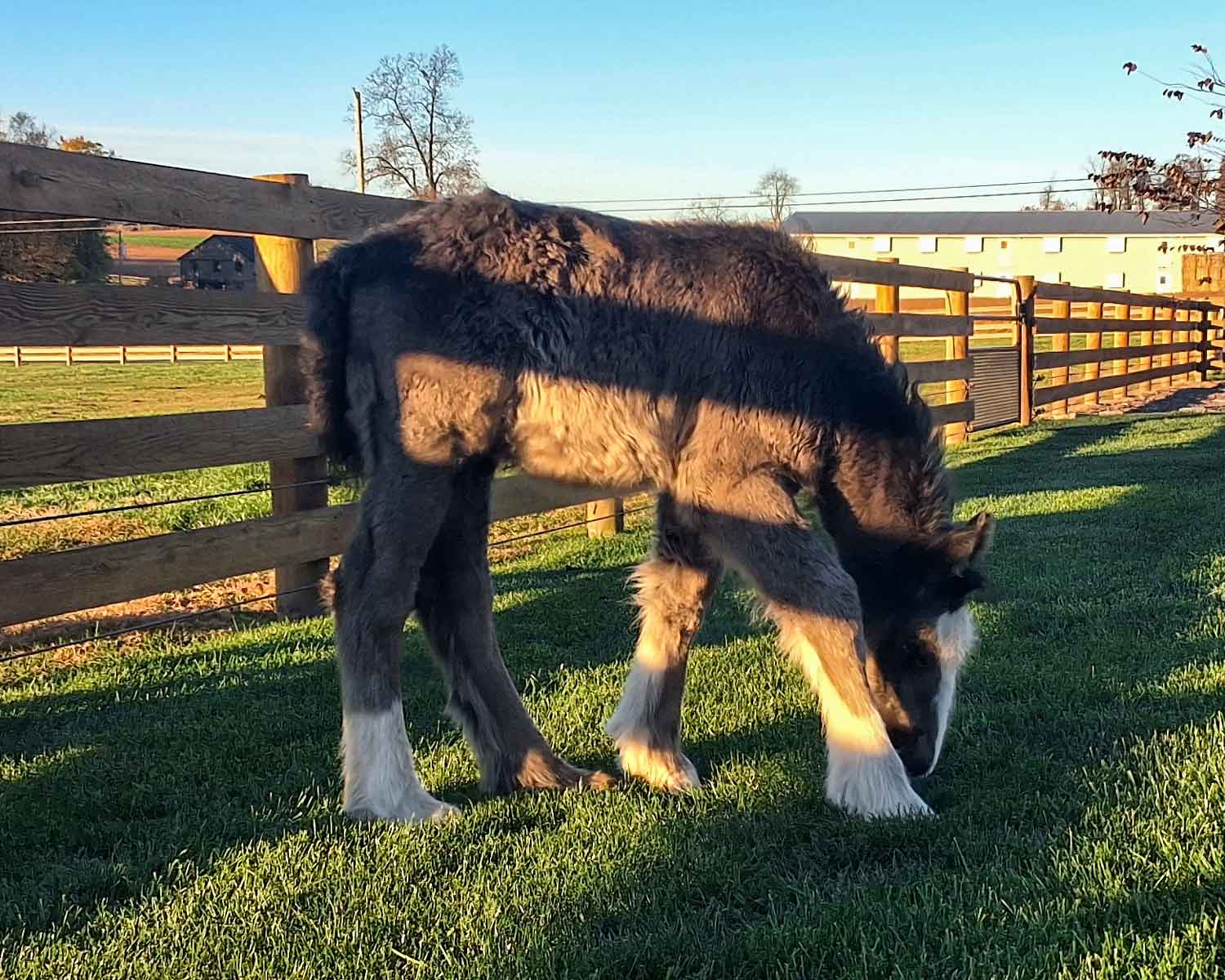 Echo, Gypsy Vanner colt for sale