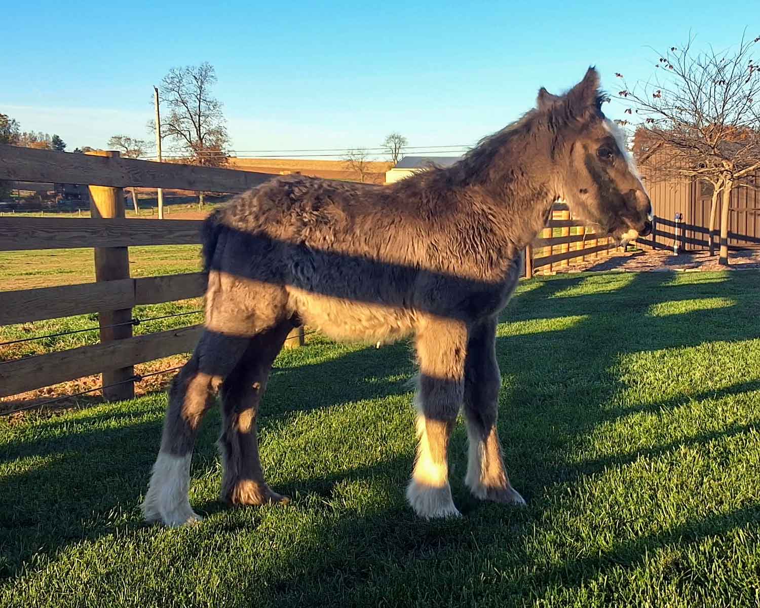 Echo, Gypsy Vanner colt for sale