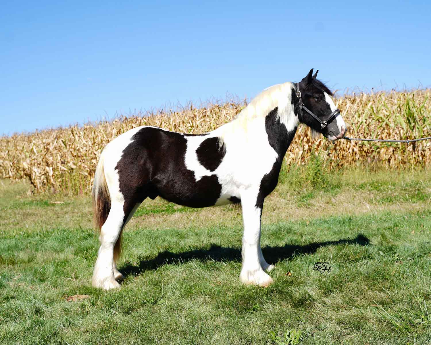 Reggie, 2023 Gypsy Vanner Stallion for sale