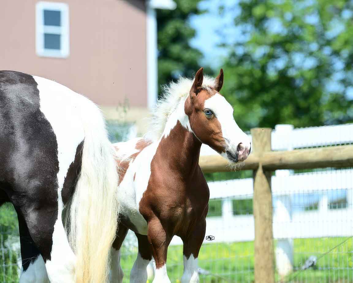 The Red Ryder, Gypsy Vanner Colt for sale