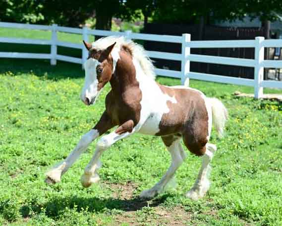 The Red Ryder, Gypsy Vanner Colt for sale