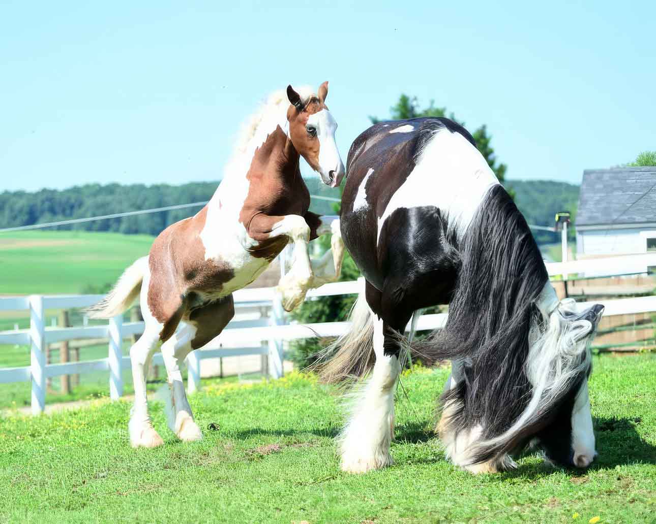 The Red Ryder, Gypsy Vanner Colt for sale