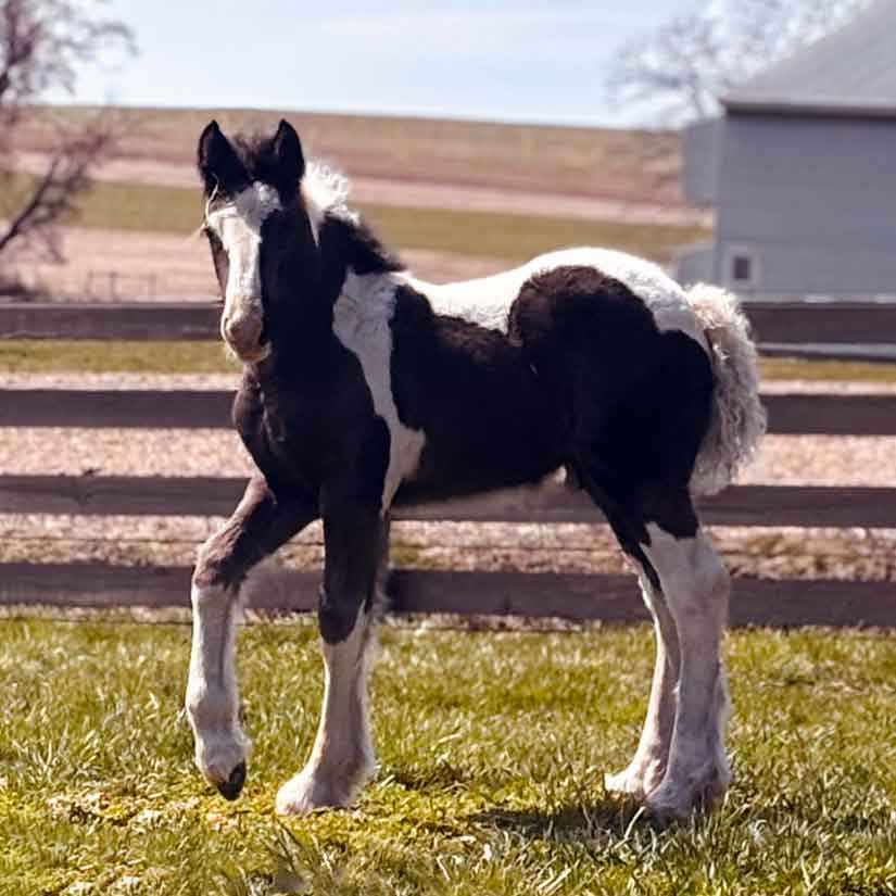 2026 Gypsy Vanner Colt (GG Latcho's Mighty King x GG Esme Zion)