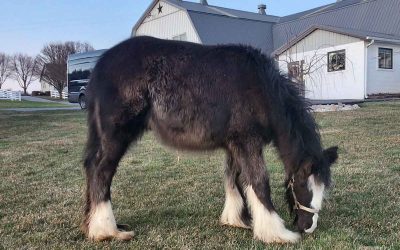 2026 Colt by GG Latcho’s Mighty King