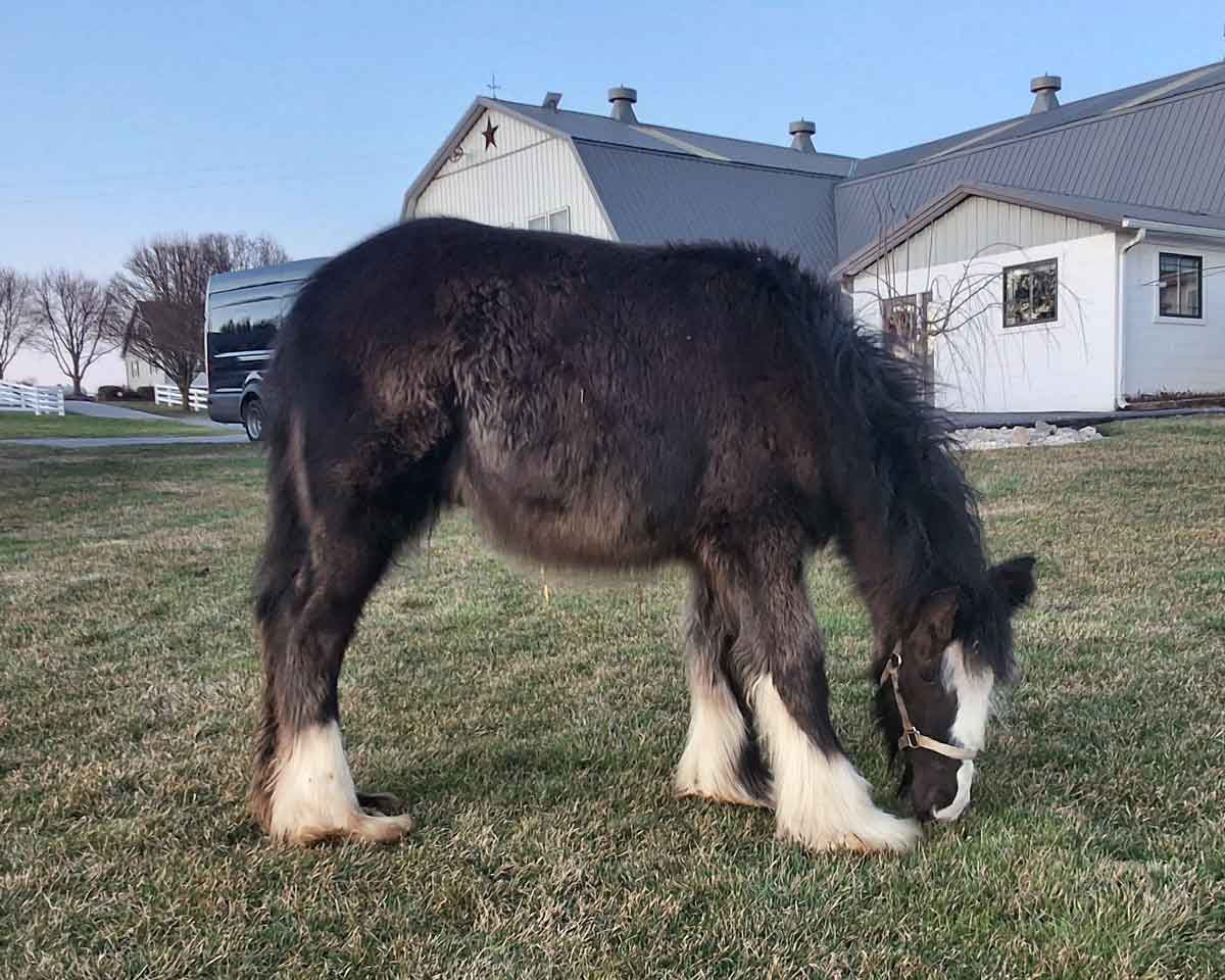 Echo 2025 gypsy vanner colt