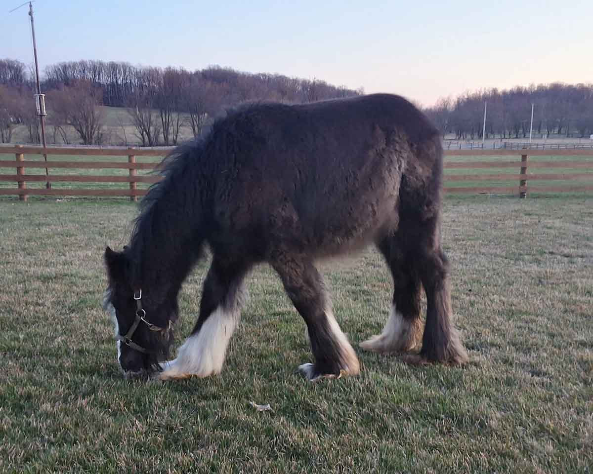 Echo 2025 gypsy vanner colt