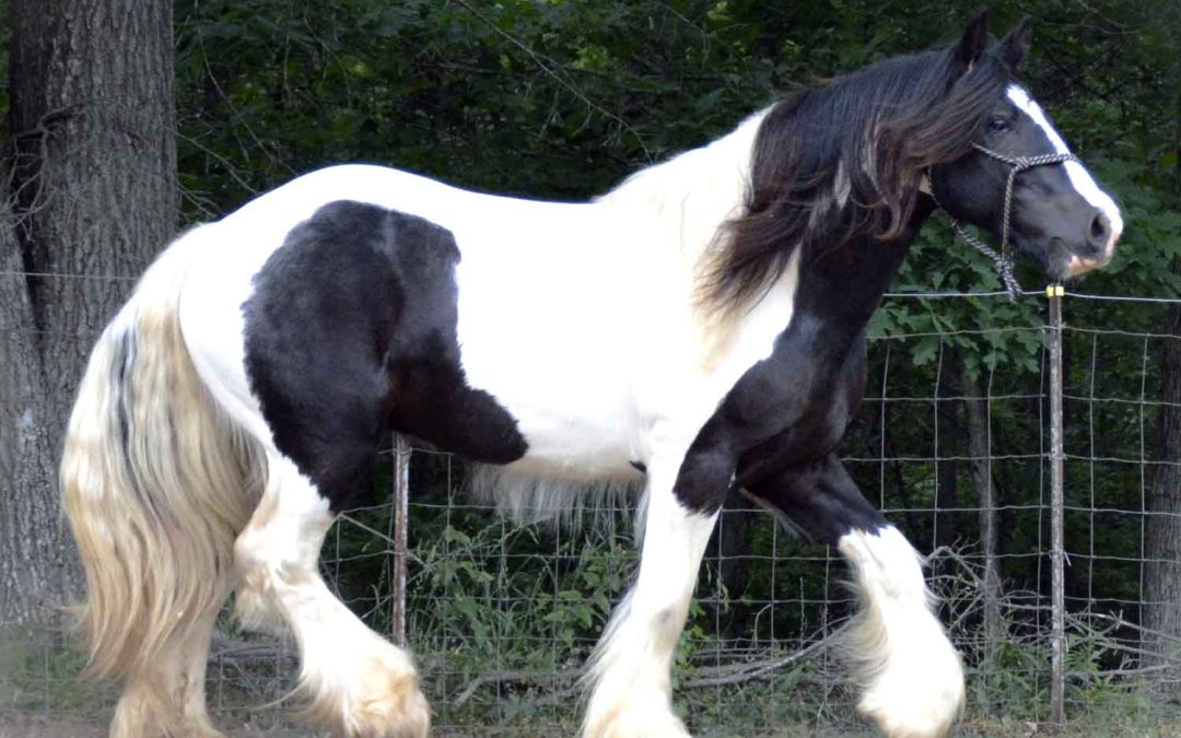 BPF Walker’s Dandy Lion